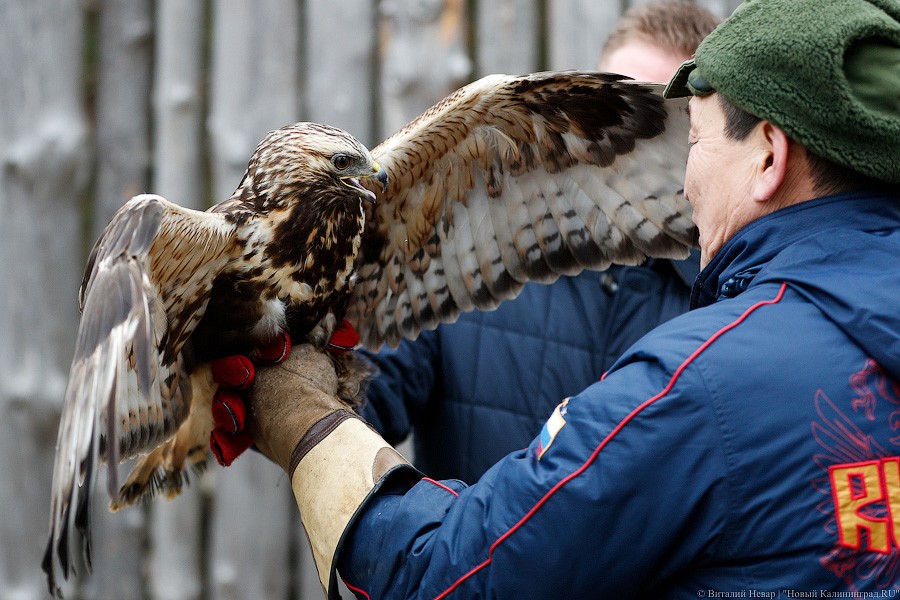 Пятеро местных и один залетный: на Куршской косе выпустили на волю канюков (фото)