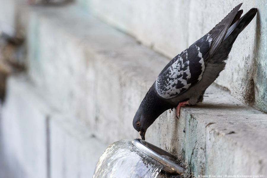 Засуха. Как это выглядит в Калининградской области (фото)