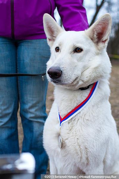 «Зубастые ловцы»: фоторепортаж с соревнований по дог-фрисби