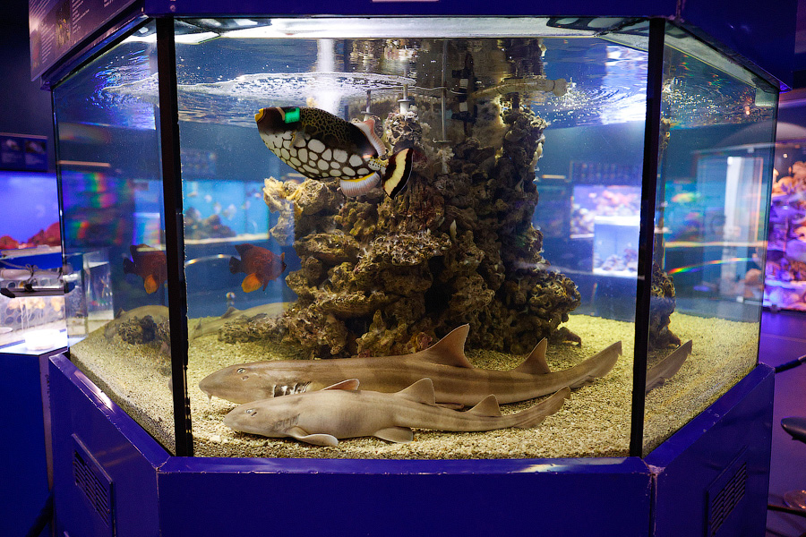 Baby Shark: в Музее Мирового океана родились «акулята-котята» (фото)