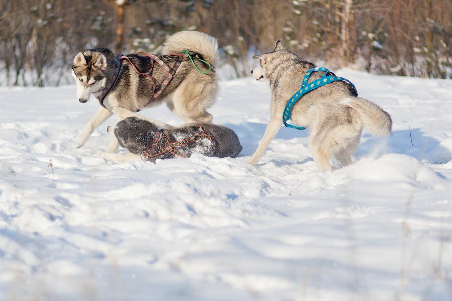 «Сказки о хаски»: фоторепортаж с тренировки ездовых собак и интервью с владельцами