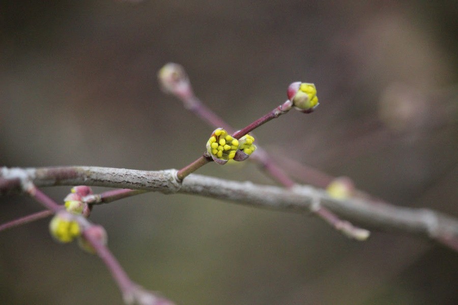 «Волшебный гамамелис»: в Ботаническом саду началось активное цветение (фото)