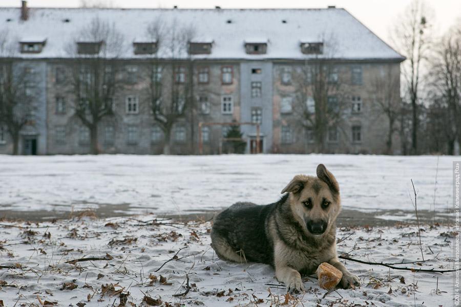 Собачий холод: в разгромленной бывшей казарме на Артиллерийской без тепла и воды живут люди