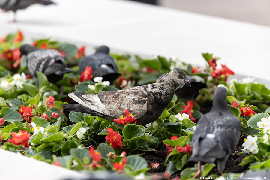 Вместо развалившихся: на улицу Баранова вернули вазоны-лавки за 12,5 млн рублей (фото)