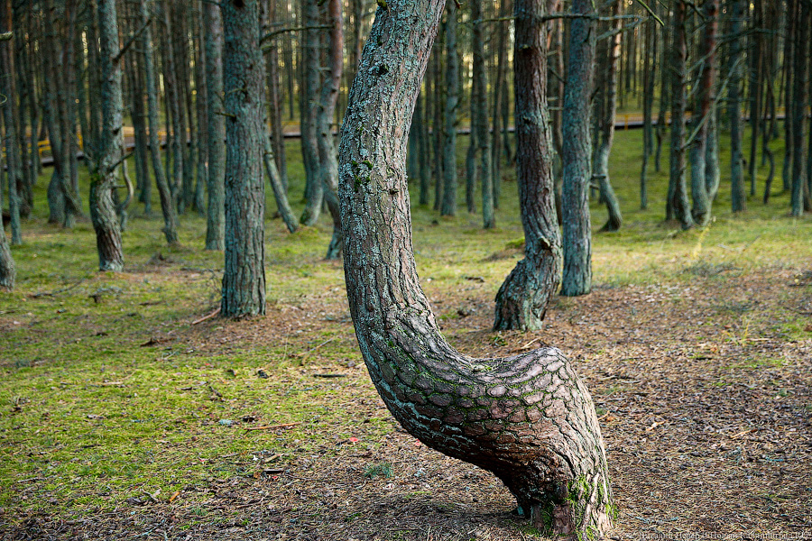 Путешественники назвали Танцующий лес одним из самых мистических мест России