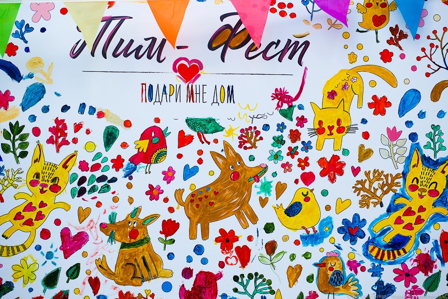 Подари мне дом: на Верхнем озере организовали выставку бездомных животных