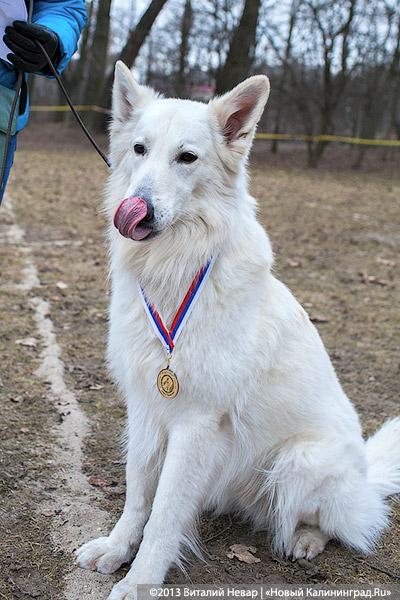 «Зубастые ловцы»: фоторепортаж с соревнований по дог-фрисби