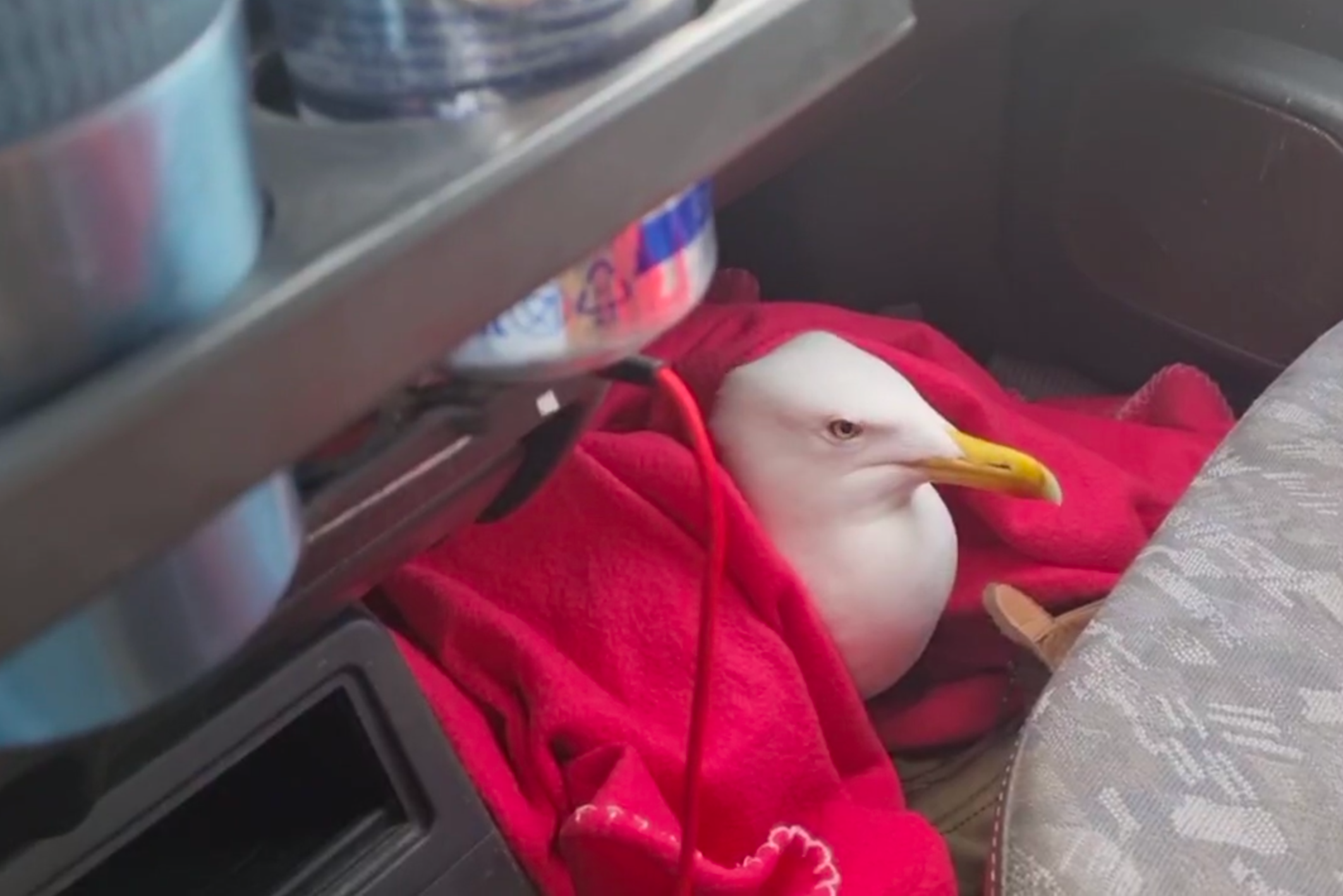 Прославившаяся в соцсетях чайка Вадик из «Храброво» получила травму. Птицу забрали зоозащитники