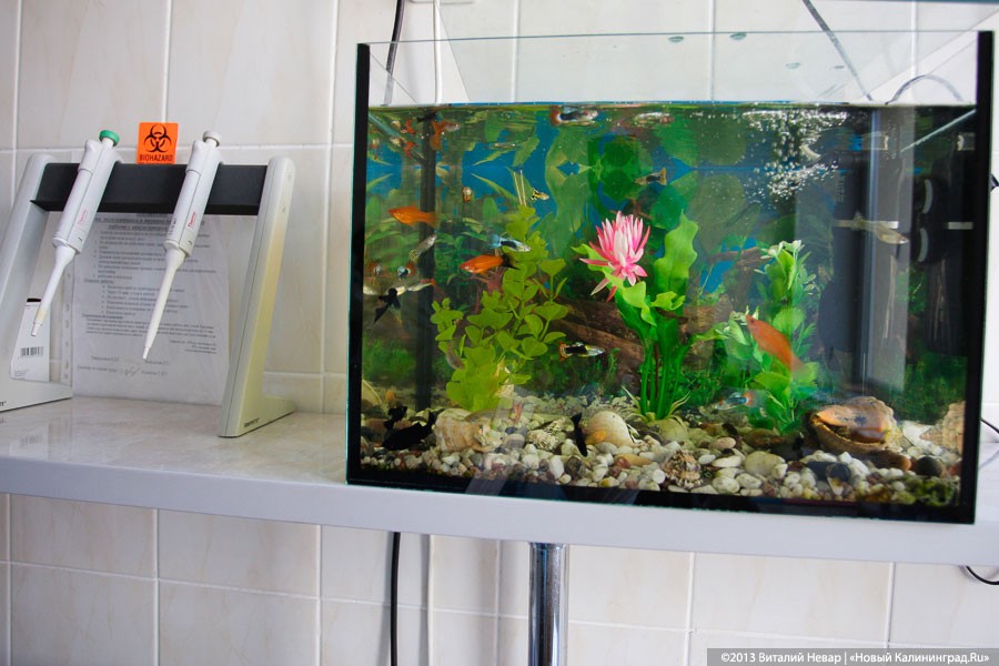 Меню запахов и рыбка в аренду: составлен топ-10 необычных услуг в гостиницах