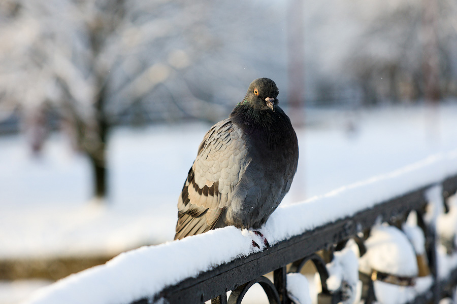 Хаос под белым покрывалом: как выглядит утонувший в снегу Калининград (фото)
