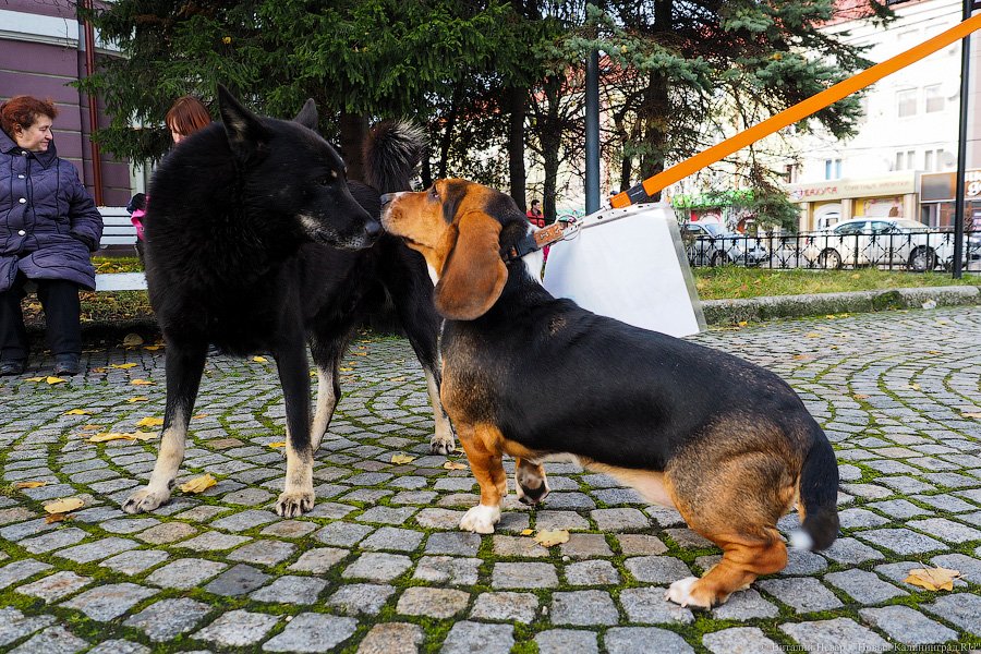 За что нас убивают?: как в Калининграде митинговали в защиту животных