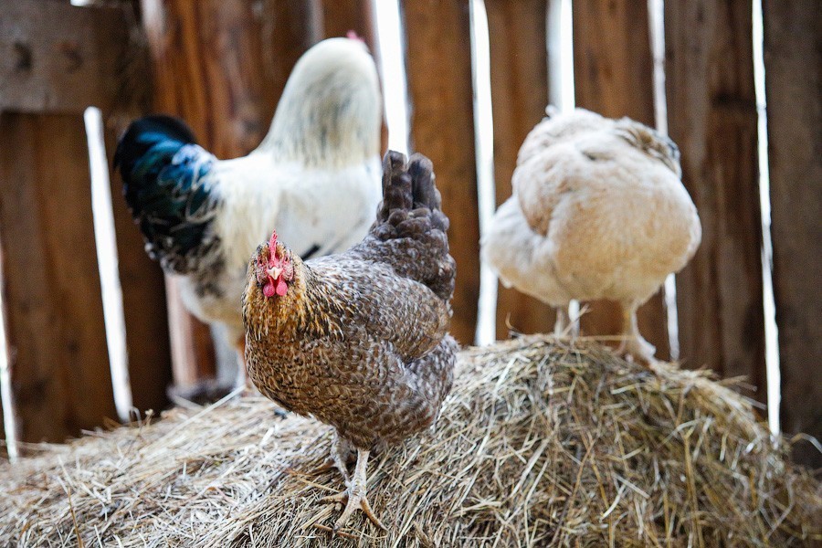 «Продукты питания» запустили в области птицеферму с инвестициями в 1,2 млрд