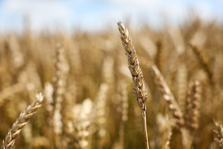 Ржится рожь, овёс овсится: в Калининградской области проходит Всероссийский день поля (фото)