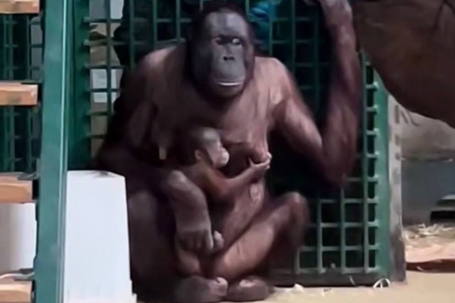 Изображение: скриншот видео Калининградского зоопарка