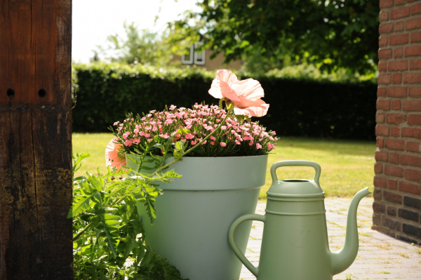 Долгожданная весна: поможем вашим садам и балконам зацвести