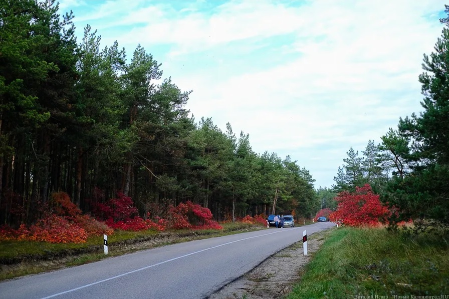 Подрядчика для строительства велодорожки на Куршской косе найти не удалось