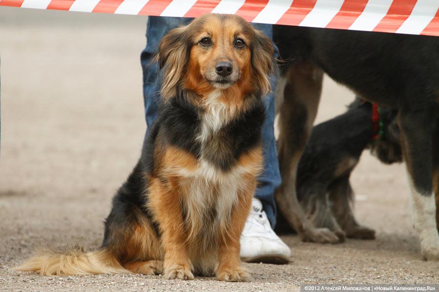 «Чистокровные двортерьеры»: фоторепортаж с выставки собак «Дворянское собрание»