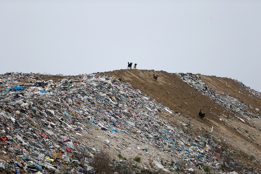 Директор ЕСОО: мы не готовы принимать строительные отходы и порубочные остатки