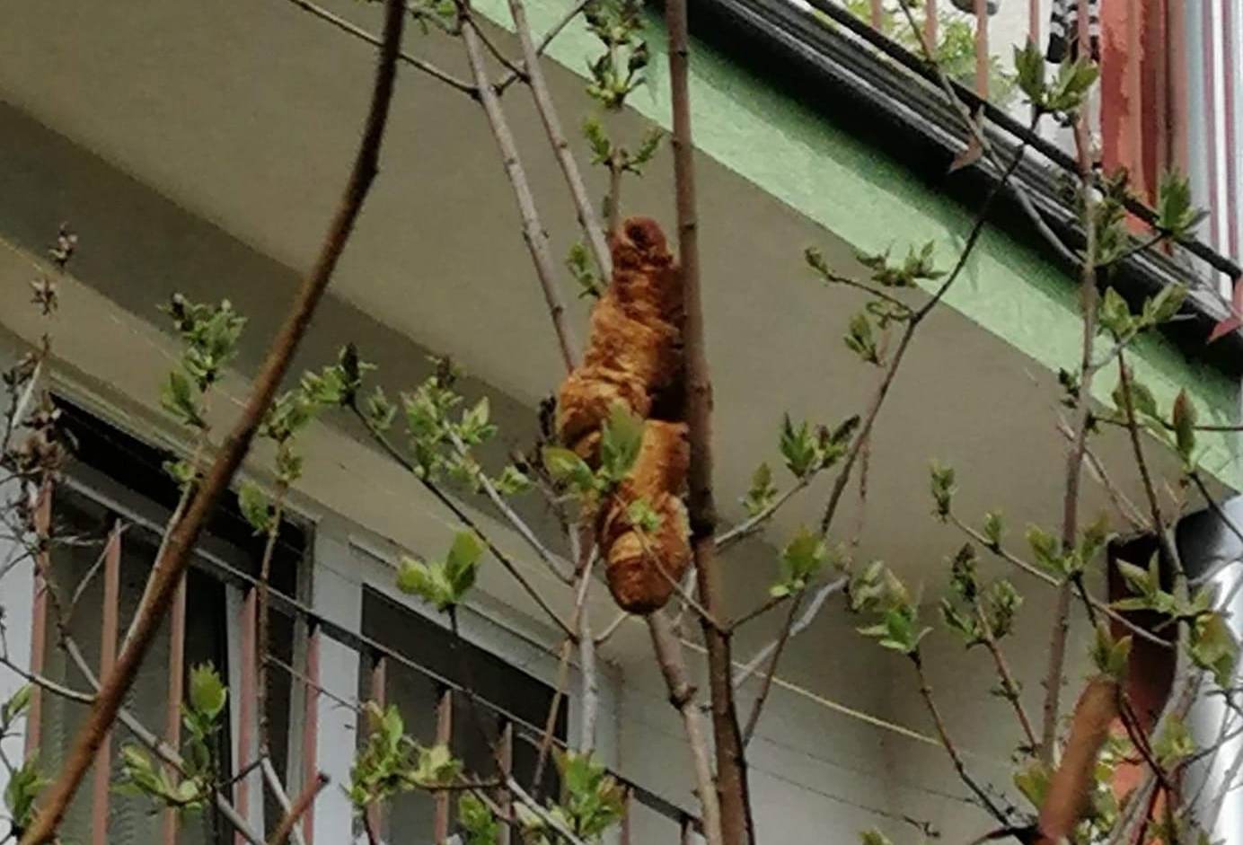 Жительница Кракова вызвала защитников животных из-за игуаны, оказавшейся круассаном