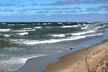 На Куршской косе - все меньше лосей и кабанов