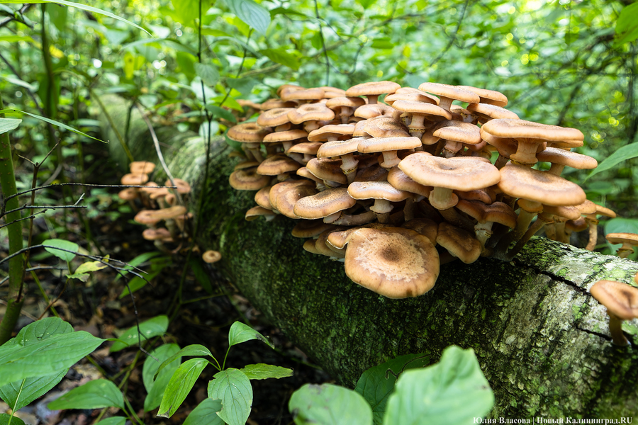 Они пошли: фоторепортаж с открытия «тихой охоты» в Калининградской области (фото)