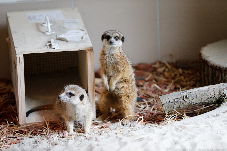 Просто милашки: в Калининградском зоопарке обживаются две самки сурикатов