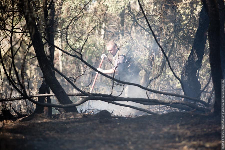 Когда рассеялся дым: после локализации лесного пожара на Куршской косе (фото)