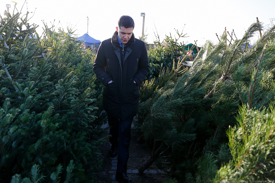 Губернаторский распил: как Алиханов ёлку выбирал