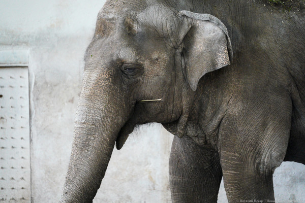 В зоопарке слонихе Преголе дали возможность поплескаться в бассейне перед его ремонтом (видео)