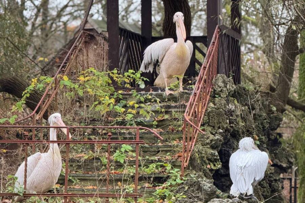 В Калининградском зоопарке пеликаны переехали «на историческую родину» (фото)