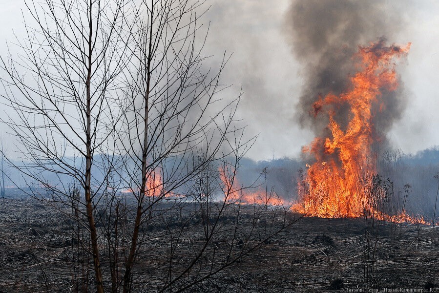 В Калининграде пожарные нашли труп мужчины возле сгоревшего сарая