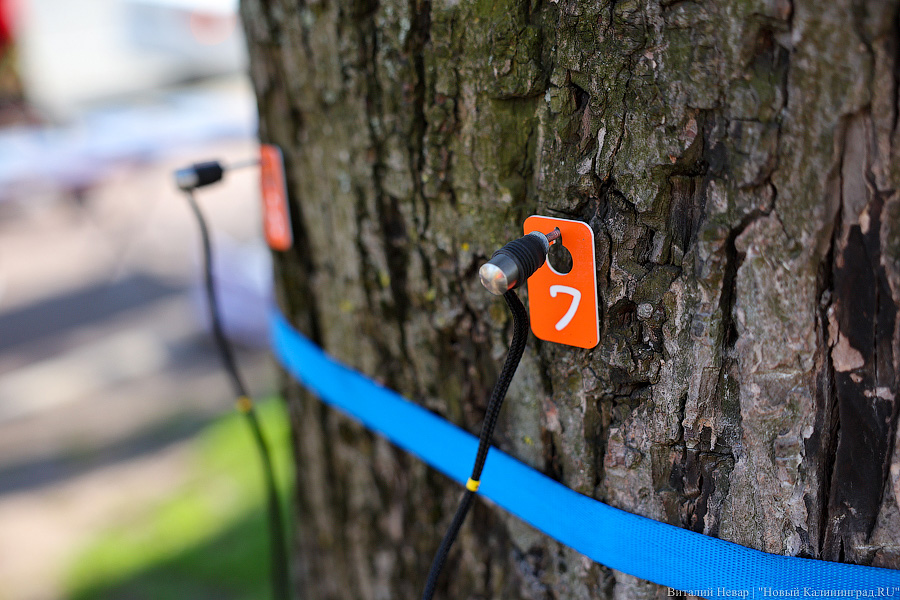 Правило «небуравчика»: власти Калининграда презентовали томограф для деревьев (фото)