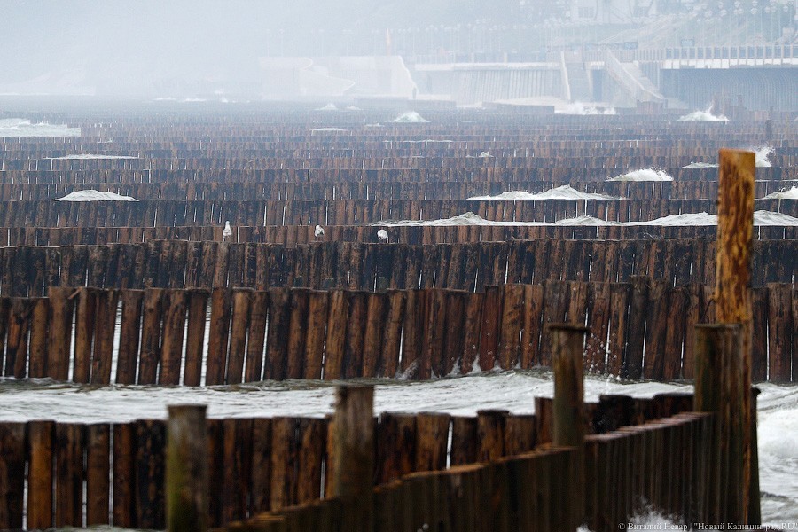Много лиственницы и чуть песка: как выглядит светлогорский «пляж»  
