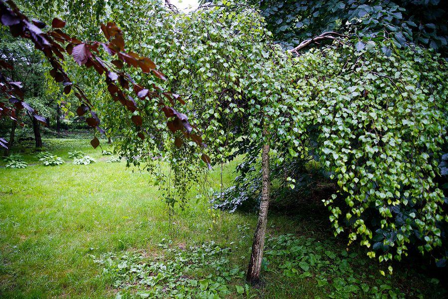 На неведомых дорожках: дендропарк калининградского Экоцентра