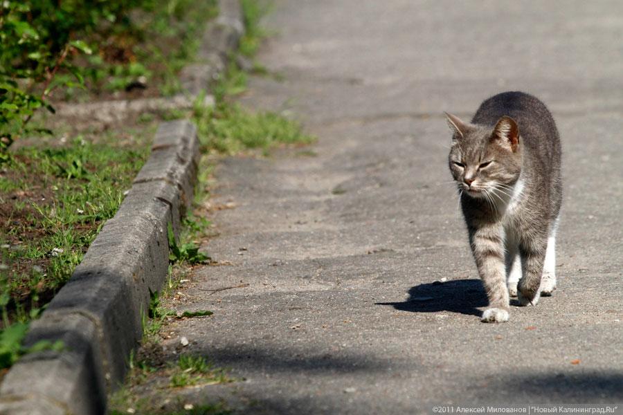 "Самая зеленая зона": фоторепортаж "Нового Калининграда.Ru"