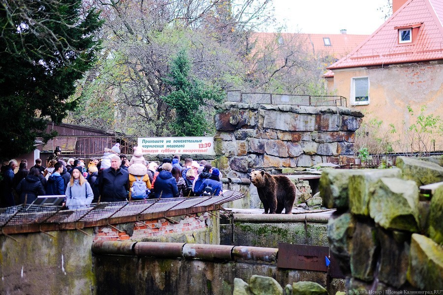 Тыква на обед, а не за билет! Показательное кормление животных в зоопарке (фото)