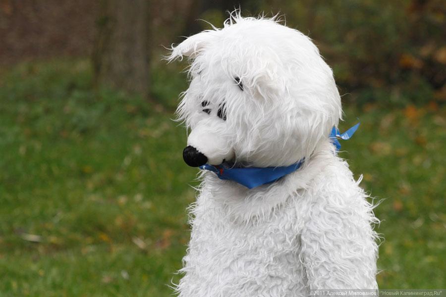 «Ясный день календаря»: репортаж «Нового Калининграда.Ru»