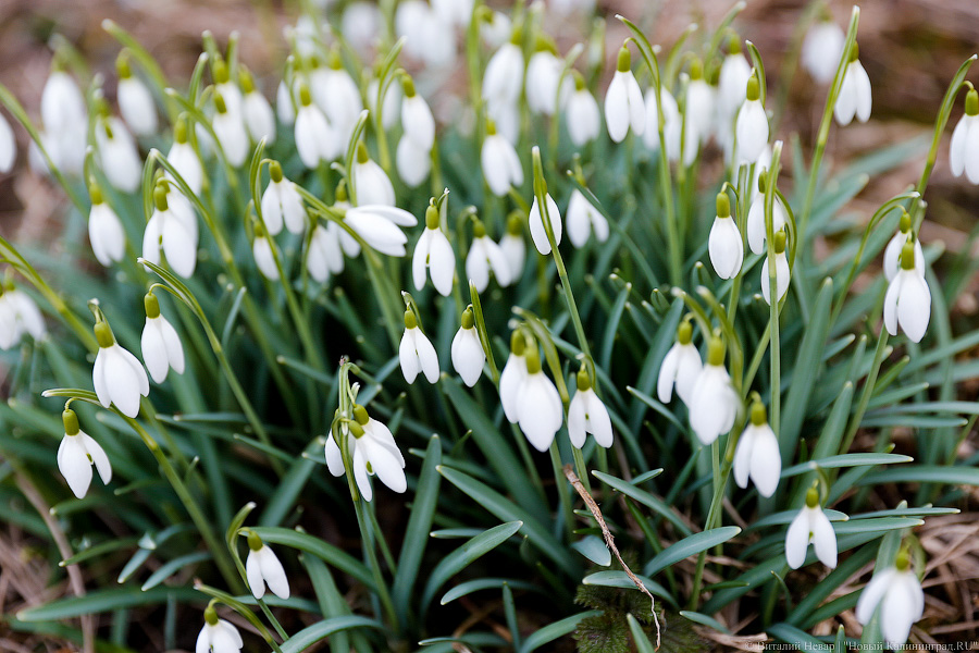 До +15°C, без осадков: погода в Калининградской области 10 марта