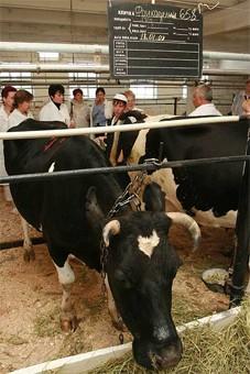 Фермер: в Зеленоградске ветеринарная служба не пускает на рынки фермеров из других районов