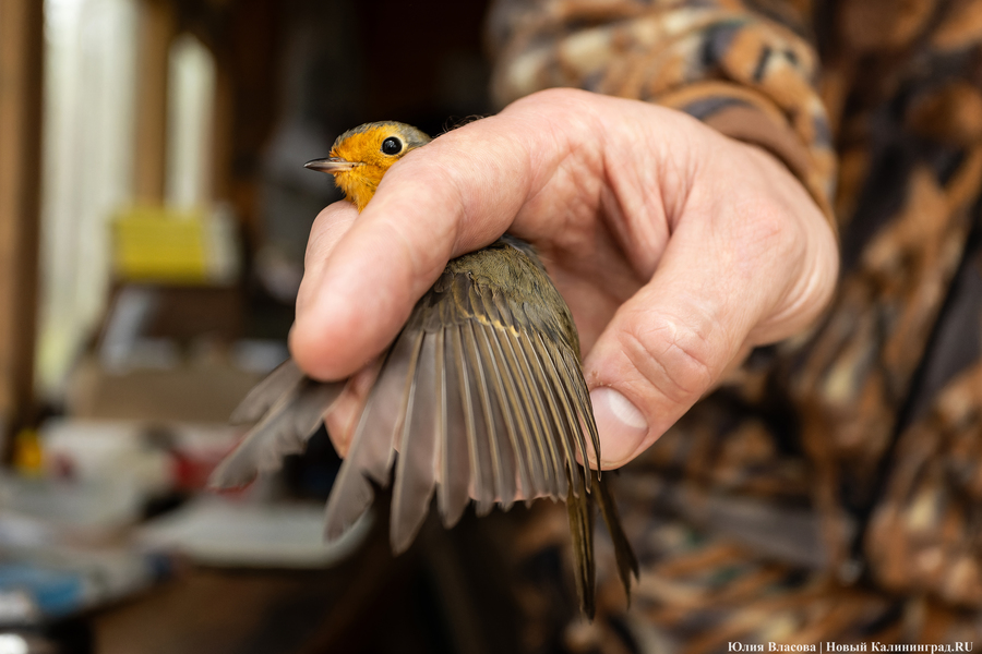 Туманность Куршской косы: как ловят и кольцуют птиц на «Фрингилле» (фото) 