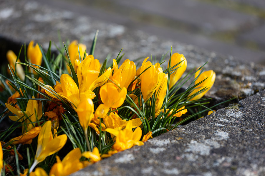 Погода в Калининграде 30 марта