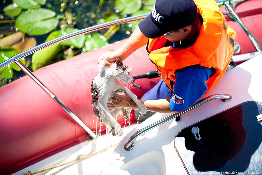 Сотрудники ГИМС спасли четвероногого утопающего