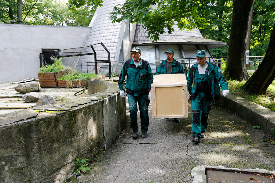 Тюлений «выпускной»: как животные из зоопарка обрели свободу на Балтике