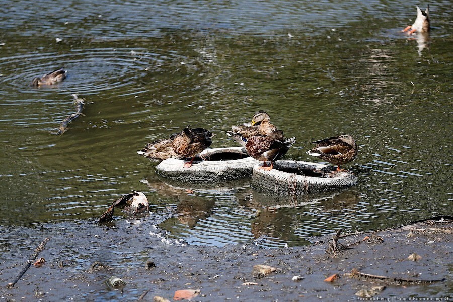 Калининградские охотники пожаловались на «вредоносное» антиохотничье движение