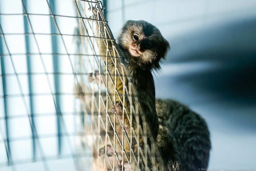 Само очарование: «фотосессия» семейства игрунок в Калининградском зоопарке 