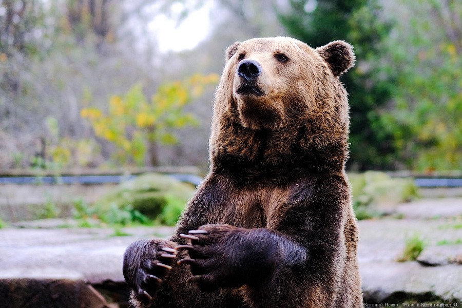 Тыква на обед, а не за билет! Показательное кормление животных в зоопарке (фото)