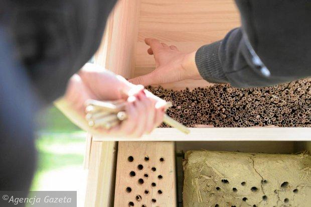 В Ольштыне «Гринпис» установил 9 «отелей» для пчел (фото)