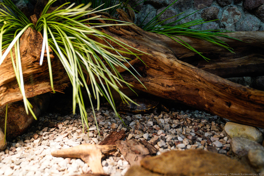 Жаба, гадюка и другие: в зоопарке открылся террариум после ремонта (фото)