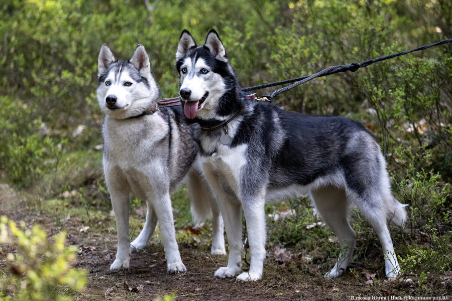 Совсем не Джек Лондон: как калининградцы с питомцами соревновались в ездовом спорте (фото)