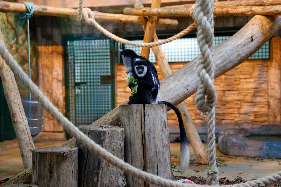 Подарки для зверей: как животных в зоопарке с Новым Годом поздравляли (фото)